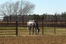 Horse In Paddock Royalty Free Stock Images Horse In Paddock Royalty Free Stock Images