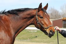Bay Horse Stock Photos