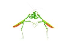 Praying Mantis Vs Praying Mantis 1c Royalty Free Stock Photography Praying Mantis Vs Praying Mantis 1c Royalty Free Stock Photography