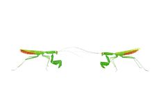 Praying Mantis Vs Praying Mantis 1d Royalty Free Stock Images Praying Mantis Vs Praying Mantis 1d Royalty Free Stock Images