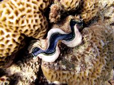 Common Giant Clam Stock Photo Common Giant Clam Stock Photo