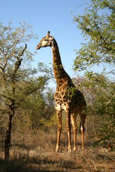 Giraffe (South Africa) Stock Photography Giraffe (South Africa) Stock Photography