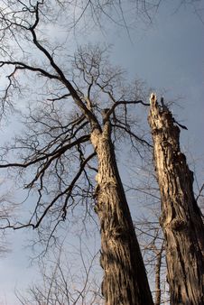 Tall Dead Tree Royalty Free Stock Photography Tall Dead Tree Royalty Free Stock Photography