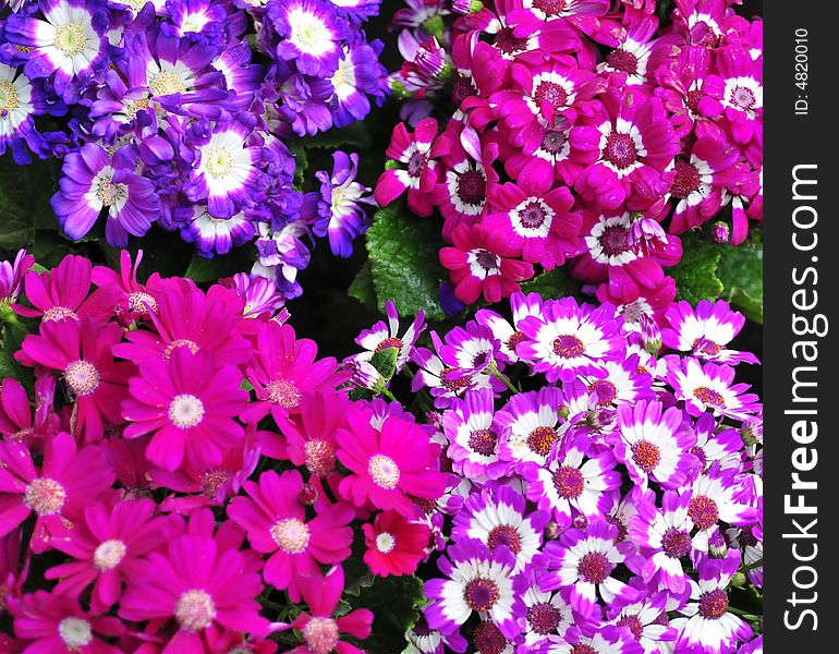 Fantastic flower, scenery in bowl