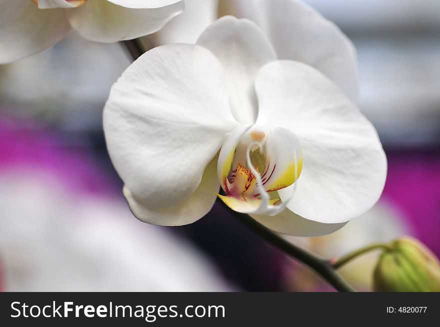 White orchid, beautiful orchid, spring