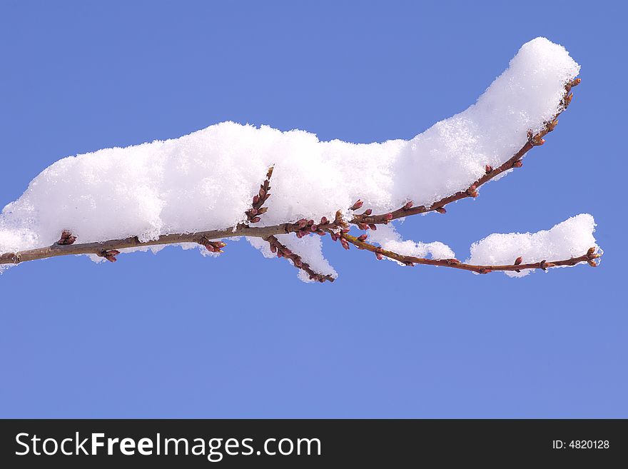 Branch in snow against the blue background by the closeup. Branch in snow against the blue background by the closeup