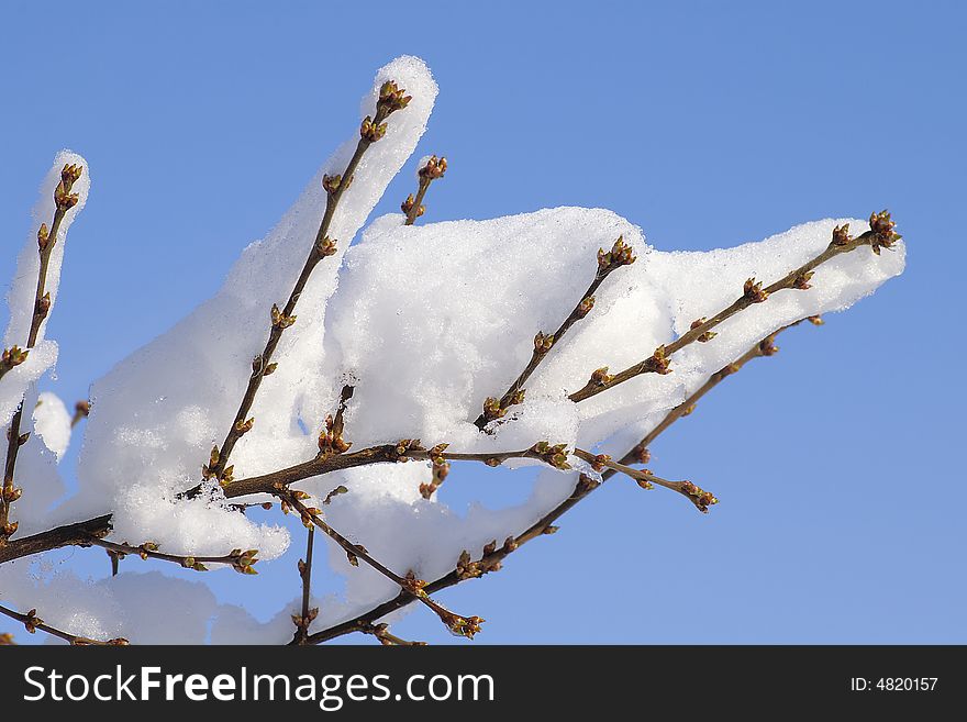 Branch in snow against the blue background by the closeup. Branch in snow against the blue background by the closeup