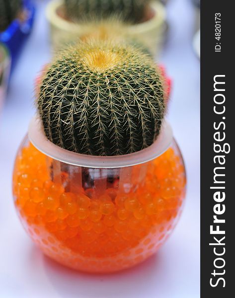 Beautiful Cactus Bowl With Balls