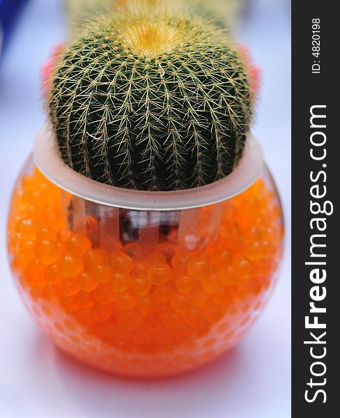 Cactus in the bowl, cactis. Cactus in the bowl, cactis