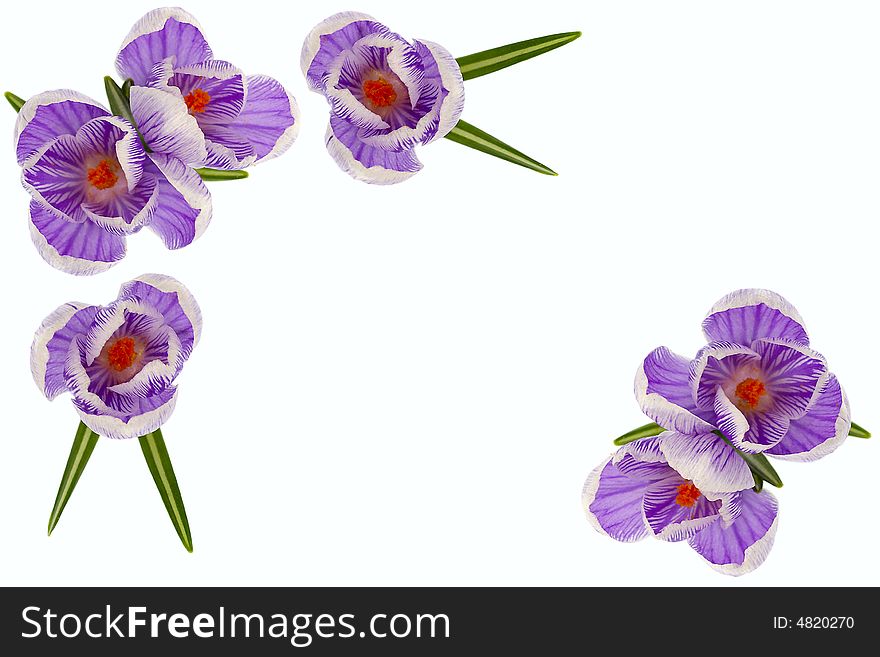 Isolated flowers of crocuses against the white background. Isolated flowers of crocuses against the white background
