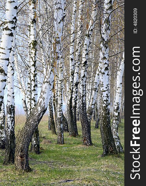 There are many birches against the background of blue sky and green grass. There are many birches against the background of blue sky and green grass