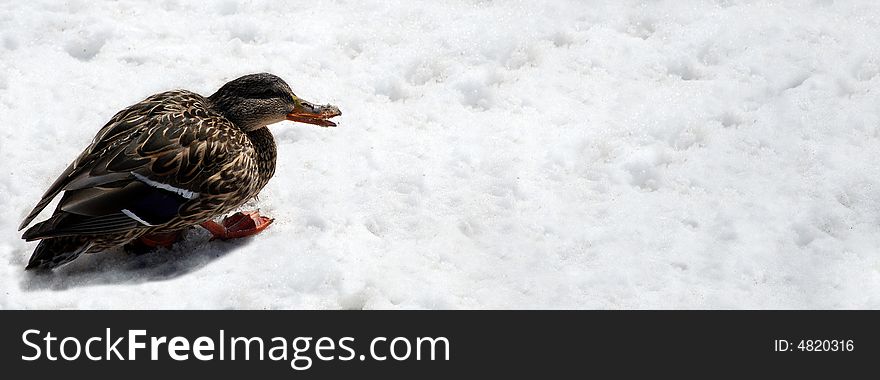 A brown duck eats snow