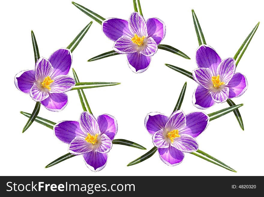 Isolated flowers of crocuses against the white background. Isolated flowers of crocuses against the white background