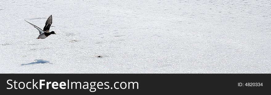 A duck flying on a river covered of snow