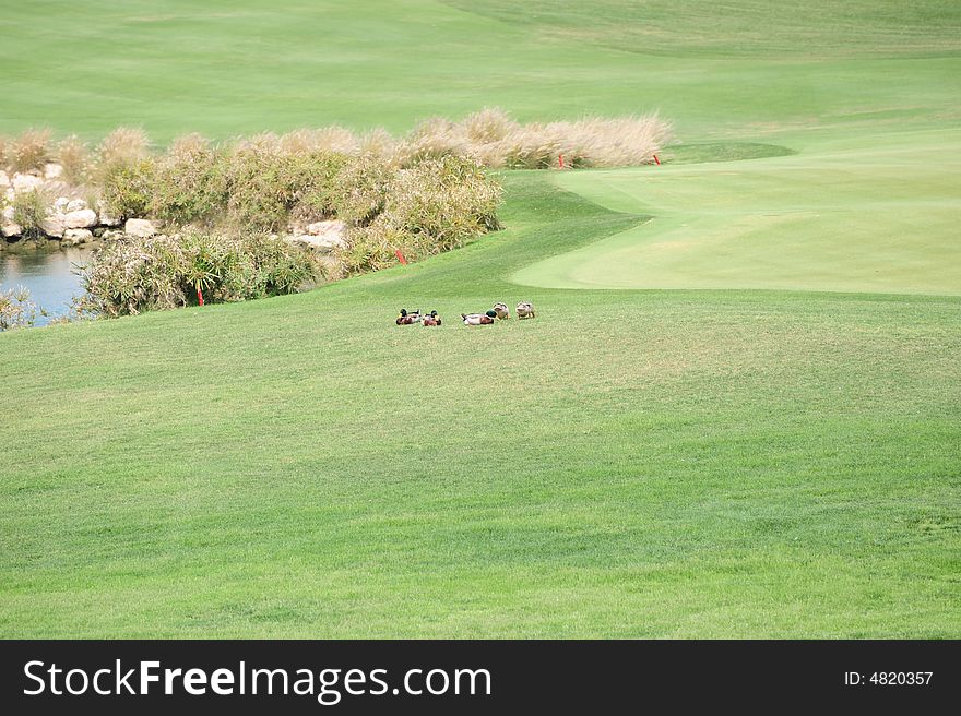 Ducks sitting on the fairway between a water hazard and a putting green at the Doha golfclub. Ducks sitting on the fairway between a water hazard and a putting green at the Doha golfclub.