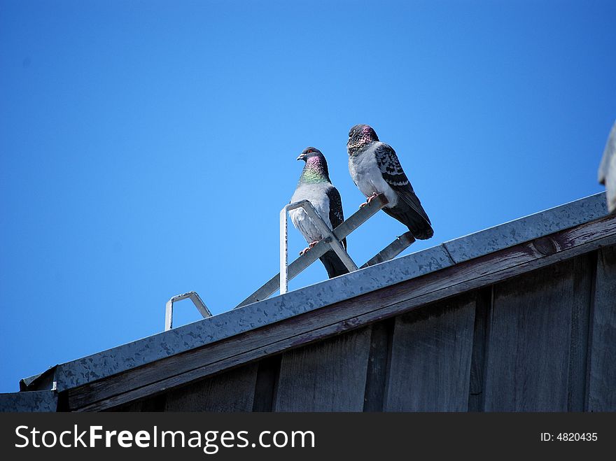 Two pigeon on a roof