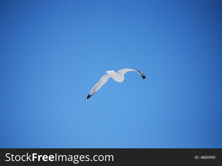 Gull flying in a blue sky