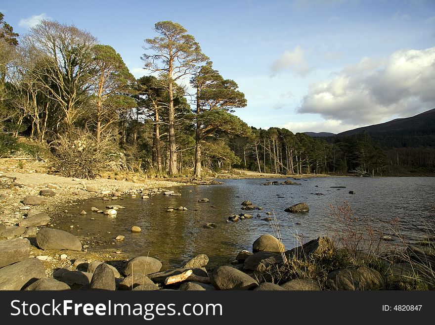 Trees along a lake