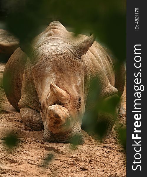 Close-up of White Rhinoceros; Ceratotherium Simum