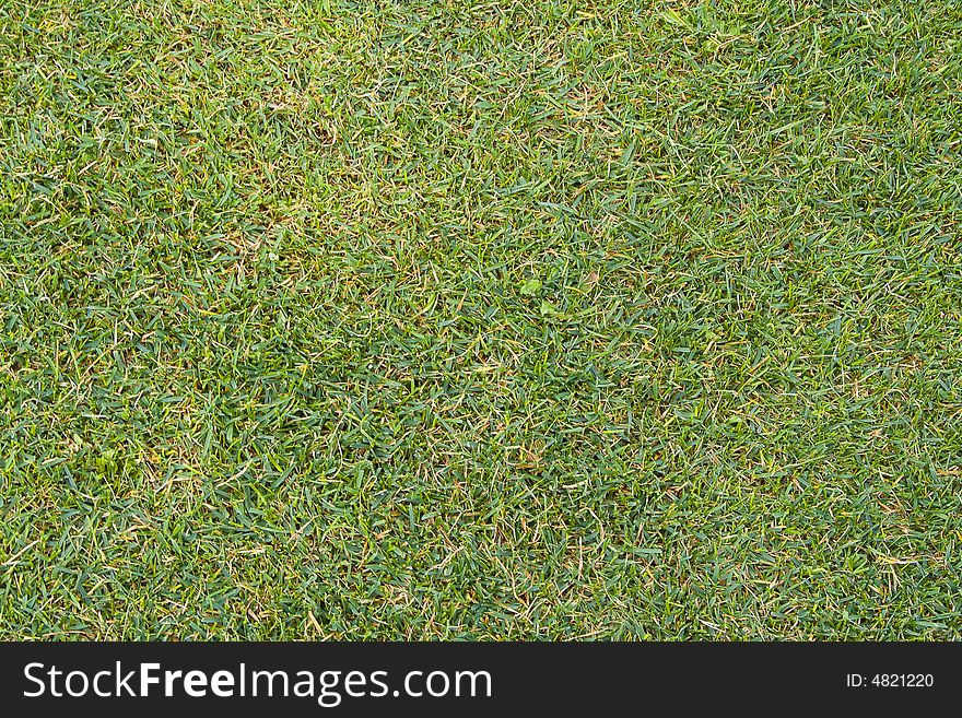 Green grass at field for golf