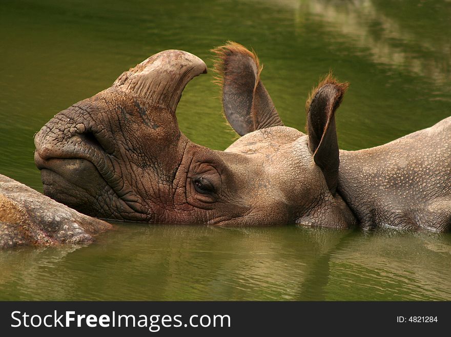 Rhinoceros; in the water - detail.