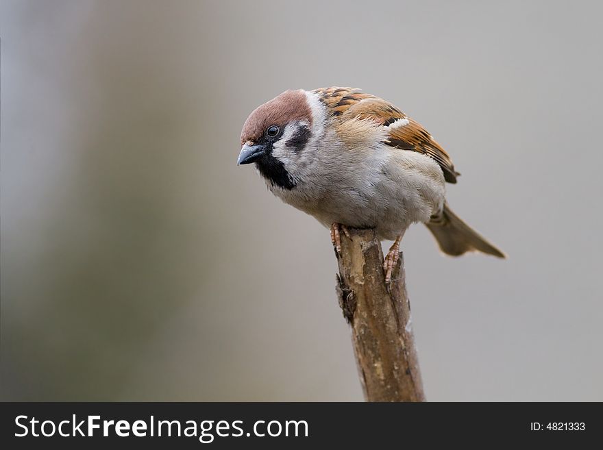 Bird - Tree Sparrow