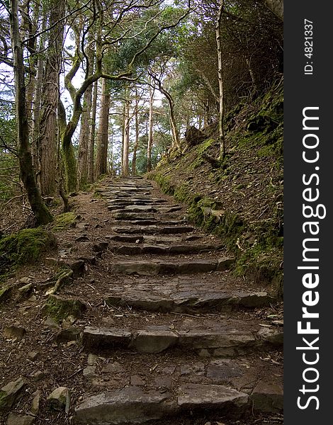 Stone steps leading up a hill with trees on either side. Stone steps leading up a hill with trees on either side