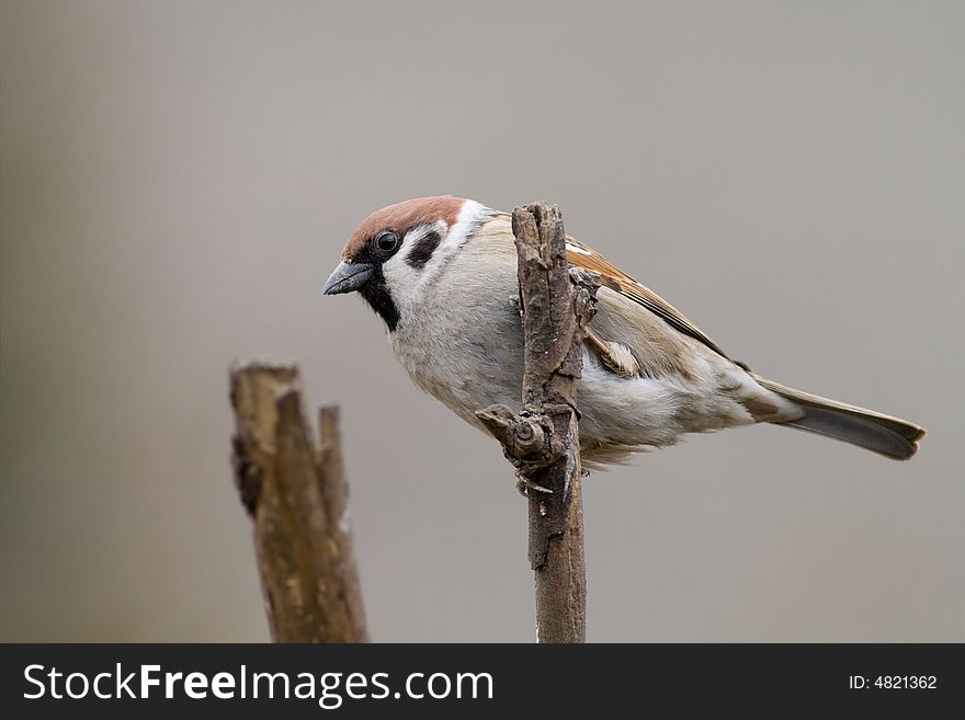 Bird - Tree Sparrow2