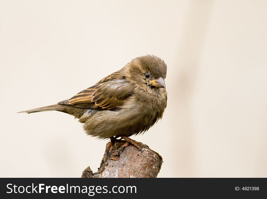 Sparrow (aka Passer Domesticus)