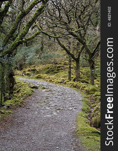 Stony path winding through the trees. Stony path winding through the trees