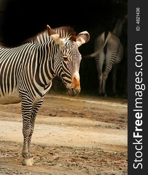 Portrait of a zebra - the shot was taken in the ZOO