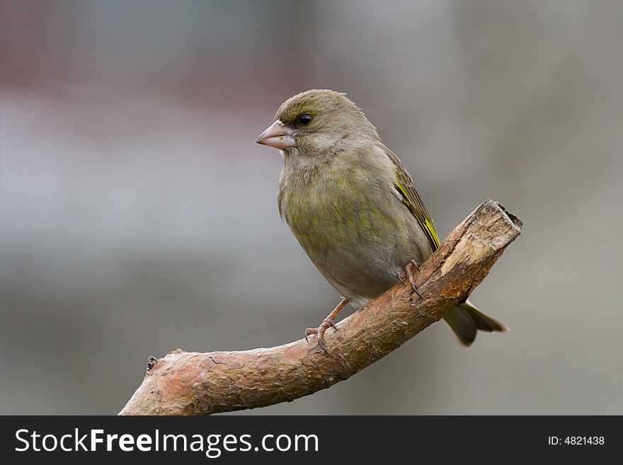 Greenfinch (Carduelis chloris)
Canon 400D + 400mm 5.6L. Greenfinch (Carduelis chloris)
Canon 400D + 400mm 5.6L