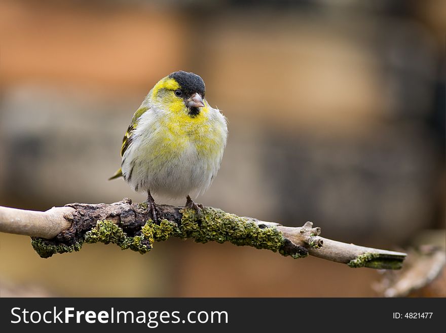 Siskin (Carduelis spinus)
Canon 400D + 400mm 5.6L. Siskin (Carduelis spinus)
Canon 400D + 400mm 5.6L