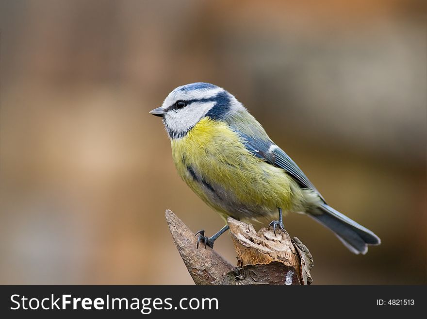 Blue Tit (aka Parus Caeruelus)