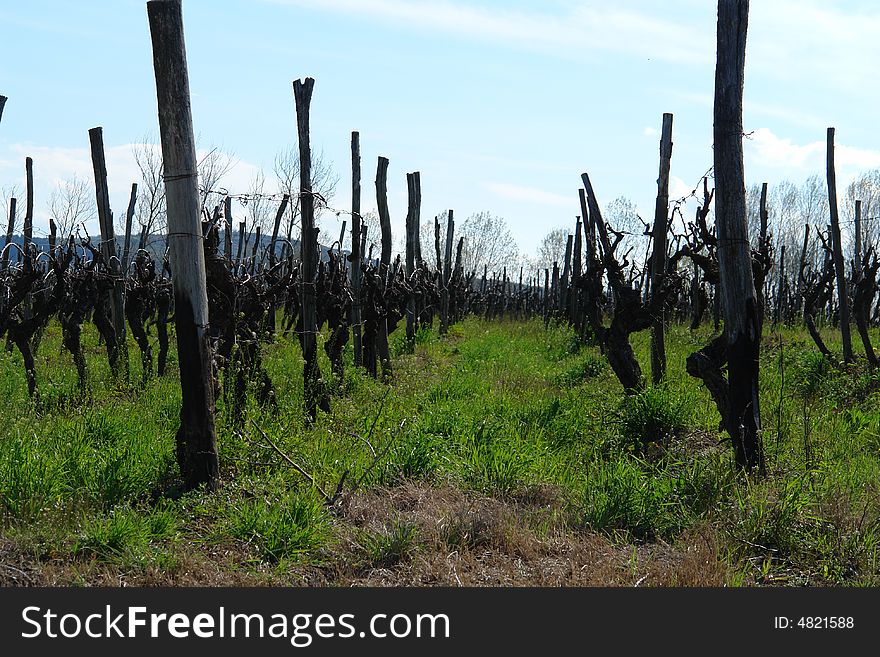 Vineyard in Motovun, Istria - Croatia