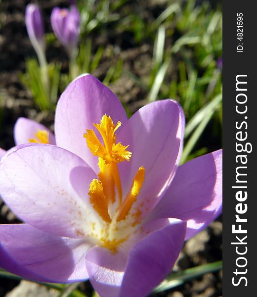 Crocus flowering during a Spring afternoon.