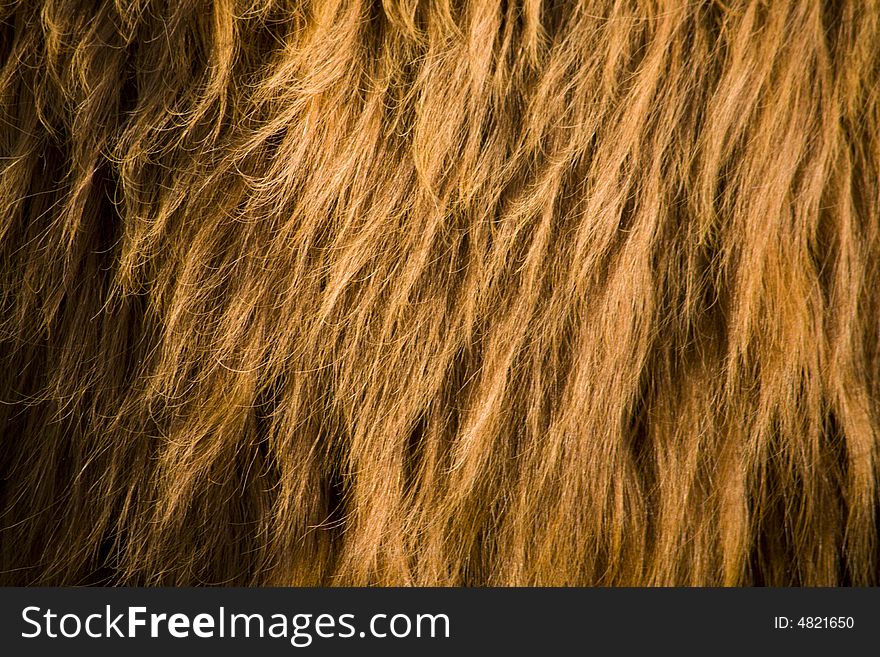 Texture of highland cattle fur. Texture of highland cattle fur