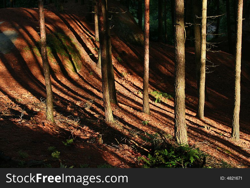 Lights and shadows in the forest. Lights and shadows in the forest