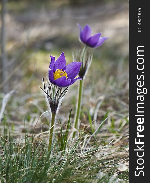 Pasque flowers (pulsatilla vulgaris), one of the first plants to bloom in spring, found on meadows in North America and Europe. Pasque flowers (pulsatilla vulgaris), one of the first plants to bloom in spring, found on meadows in North America and Europe.