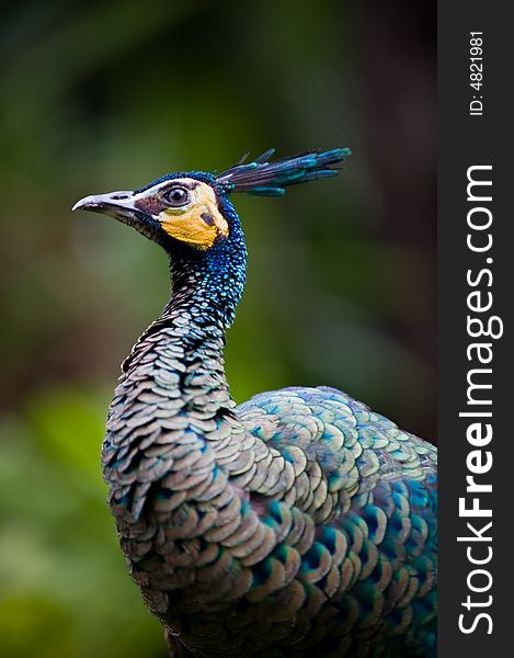 Photo of attractive indian peacock medium shot