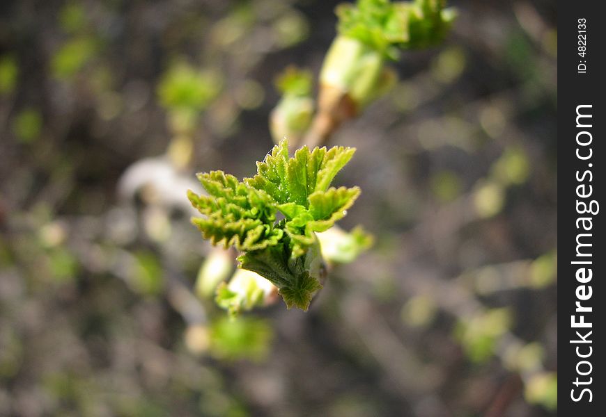 Dismissed kidney of a gooseberry