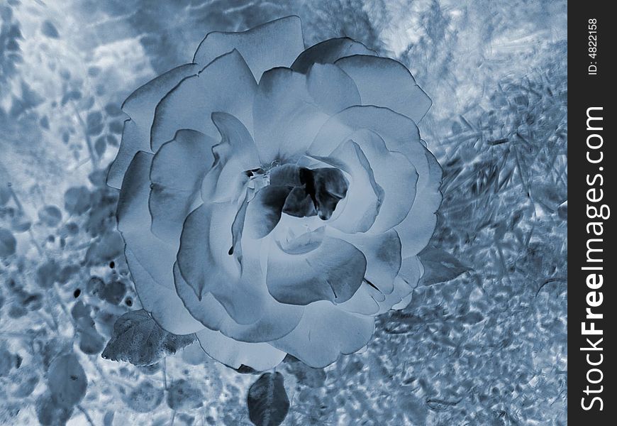 Picture of a single rose in negative afternoon at late spring