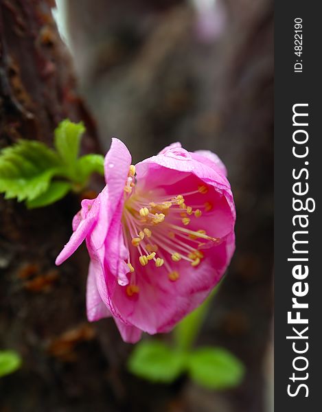 Close Up Cherry Blossom