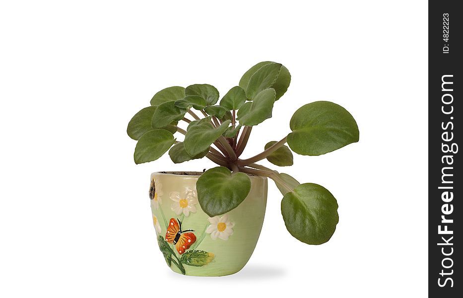 Indoor plant with big green leafs in nice flowerpot. Indoor plant with big green leafs in nice flowerpot