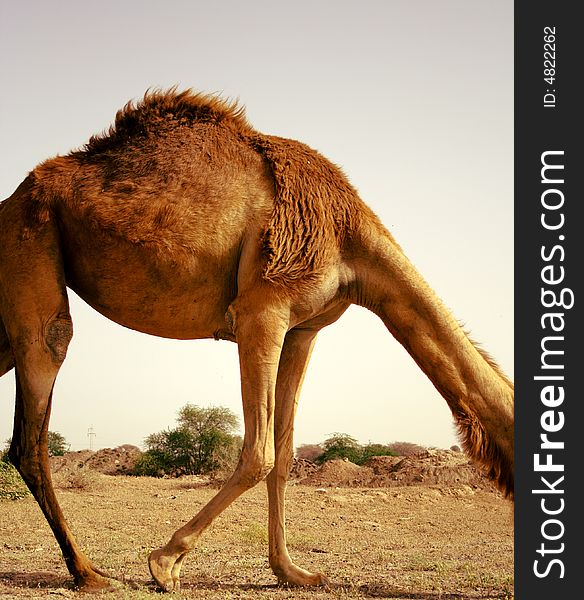 A camel wandering around residential areas on the edge of the desert in the UAE. A camel wandering around residential areas on the edge of the desert in the UAE