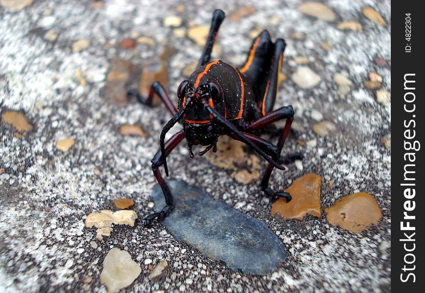 Closeup shot of a black Louisiana grasshopper on pavement.