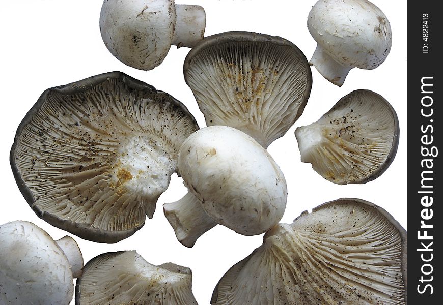 White vegetable mushroom fungus objects. White vegetable mushroom fungus objects