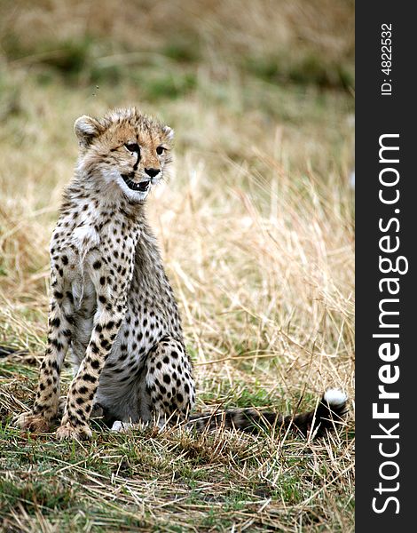 Cheetah cub sitting in the grass in the Masai Mara Reserve in Kenya