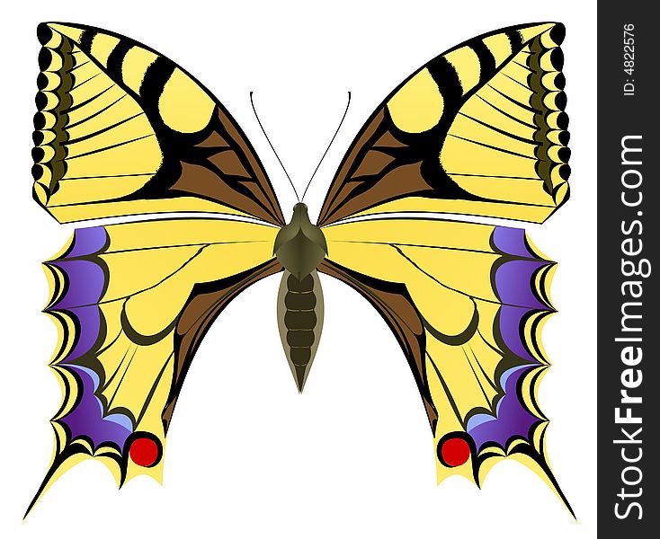 Vector illustration of a butterfly. Vector illustration of a butterfly