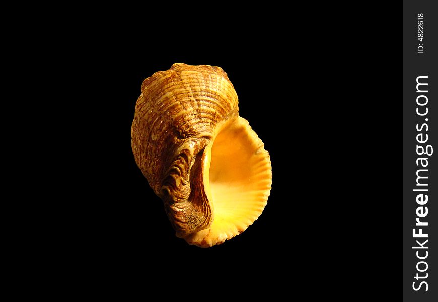 An isolated seashell on black background